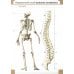 Визуальная анатомия человека. Остеология (карточки 51 шт.) Визуальная анатомия человека. Остеология (карточки 51 шт.)