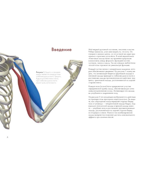 Ключевые позы йоги: Руководство по функциональной анатомии йоги