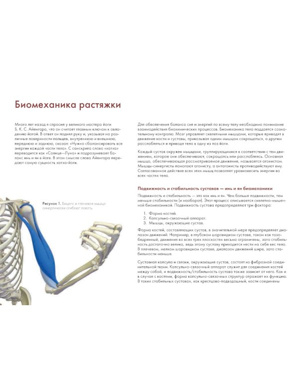 Ключевые позы йоги: Руководство по функциональной анатомии йоги