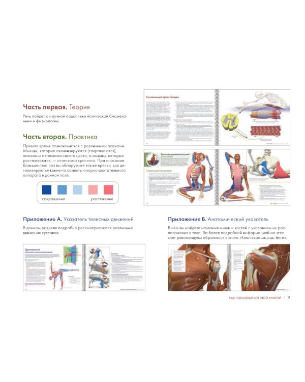 Ключевые позы йоги: Руководство по функциональной анатомии йоги