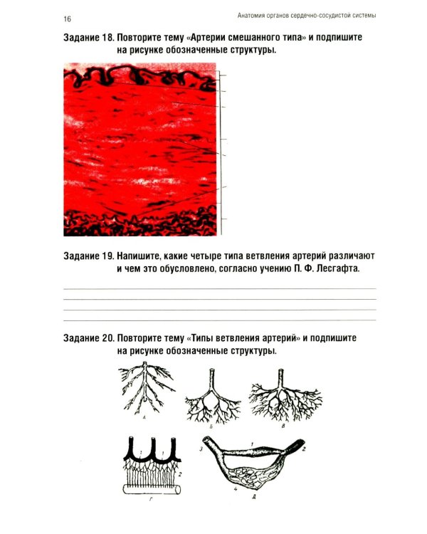 Анатомия человека: Ангиология Ч. 7: Анатомия органов сердечно-сосудистой системы. Рабочая тетрадь. 2-е изд., доп