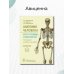 Анатомия человека. Кости туловища и конечностей. Карточки Анатомия человека. Кости туловища и конечностей. Карточки
