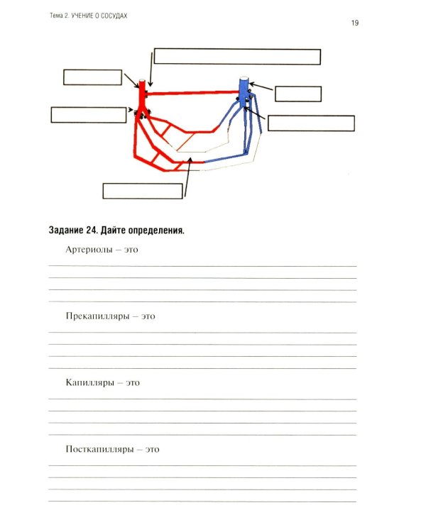 Анатомия человека: Ангиология Ч. 7: Анатомия органов сердечно-сосудистой системы. Рабочая тетрадь. 2-е изд., доп