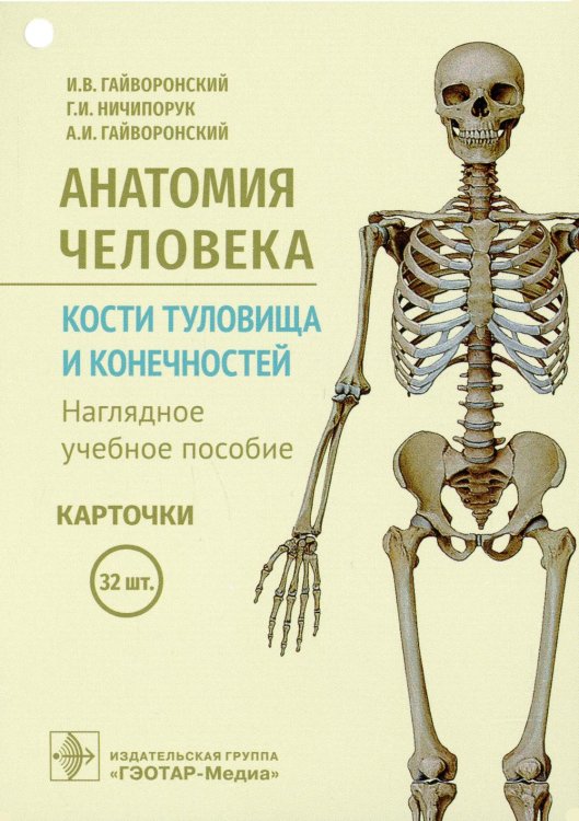 Анатомия человека. Кости туловища и конечностей. Карточки Анатомия человека. Кости туловища и конечностей. Карточки