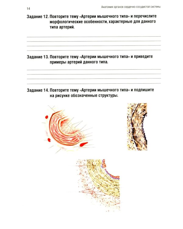 Анатомия человека: Ангиология Ч. 7: Анатомия органов сердечно-сосудистой системы. Рабочая тетрадь. 2-е изд., доп