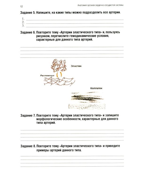 Анатомия человека: Ангиология Ч. 7: Анатомия органов сердечно-сосудистой системы. Рабочая тетрадь. 2-е изд., доп