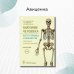 Анатомия человека. Кости туловища и конечностей. Карточки Анатомия человека. Кости туловища и конечностей. Карточки