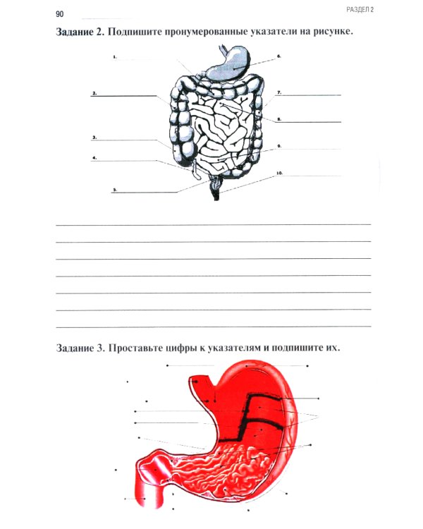 Анатомия и физиология человека: рабочая тетрадь. Ч. 2