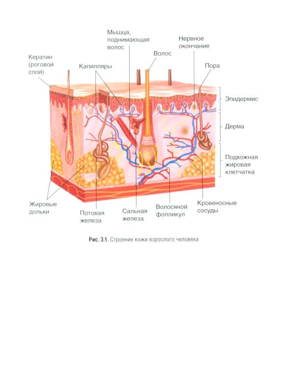 Фармакогнозия. Лекарственные растения в косметологии: Учебное пособие