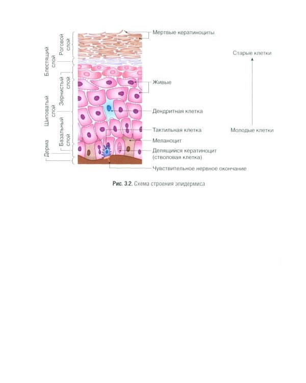 Фармакогнозия. Лекарственные растения в косметологии: Учебное пособие