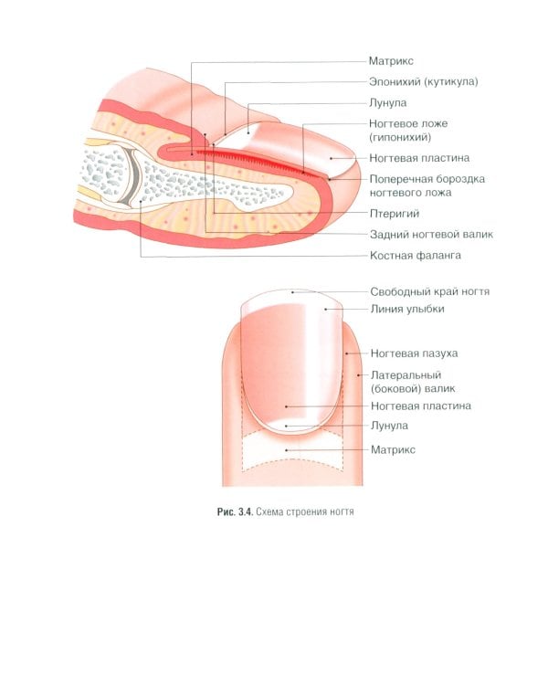 Фармакогнозия. Лекарственные растения в косметологии: Учебное пособие