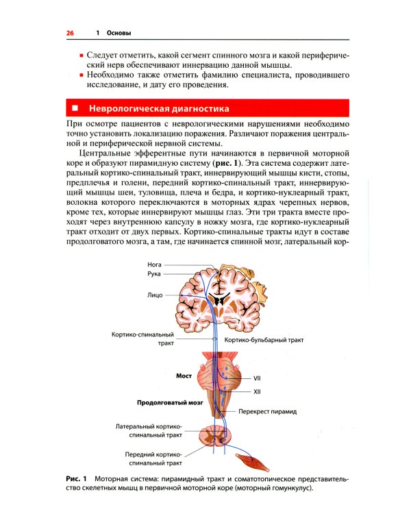Визуальное руководство по функциональному мышечному тестированию. 3-е изд