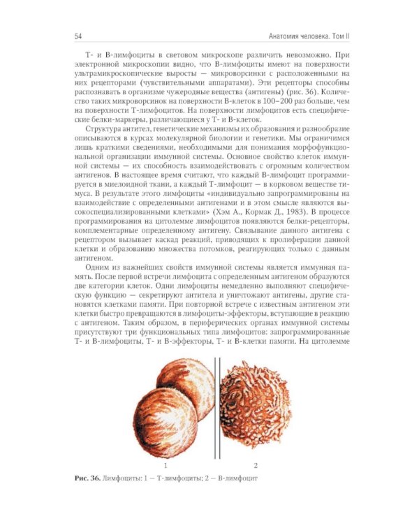 Анатомия человека: Учебник. В 2 т (комплект из 2-х книг)