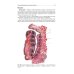 Анатомия человека: Учебник: в 2 т. Т. 2