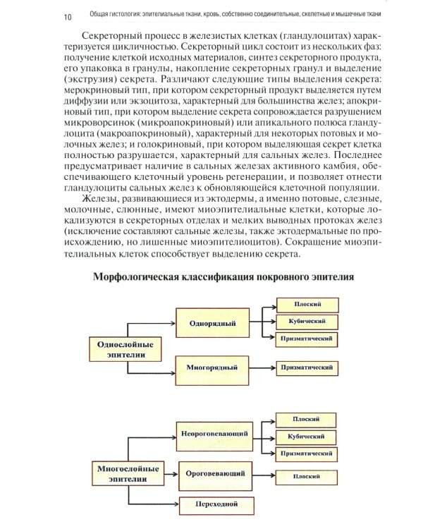 Общая гистология: эпителиальные ткани, кровь, собственно соединительные, скелетные и мышечные ткани: Рабочая тетрадь