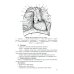 Функциональная анатомия эндокринной системы: Учебное пособие. 10-е изд., доп. и испр Функциональная анатомия эндокринной системы: Учебное пособие. 10-е изд., доп. и испр