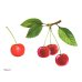 Фрукты в картинках. Наглядное пособие для педагогов, логопедов, воспитателей и родителей