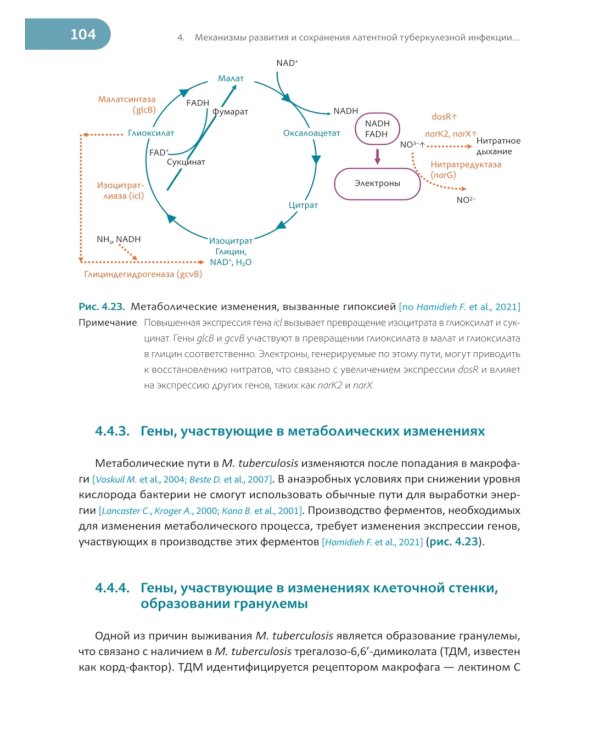 Латентная туберкулезная инфекция: эпидемиология, патогенез, диагностика, лечение