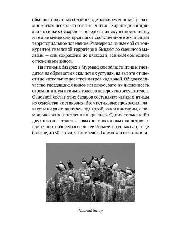 Пернатые многоженцы. Любовь, браки, измены…