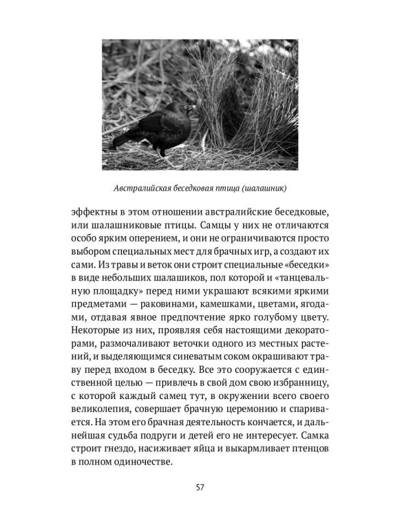 Пернатые многоженцы. Любовь, браки, измены…