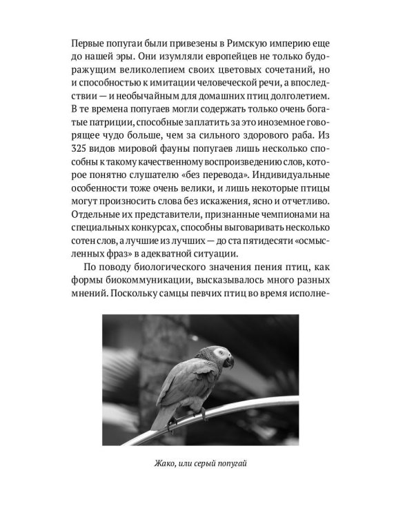 Пернатые многоженцы. Любовь, браки, измены…