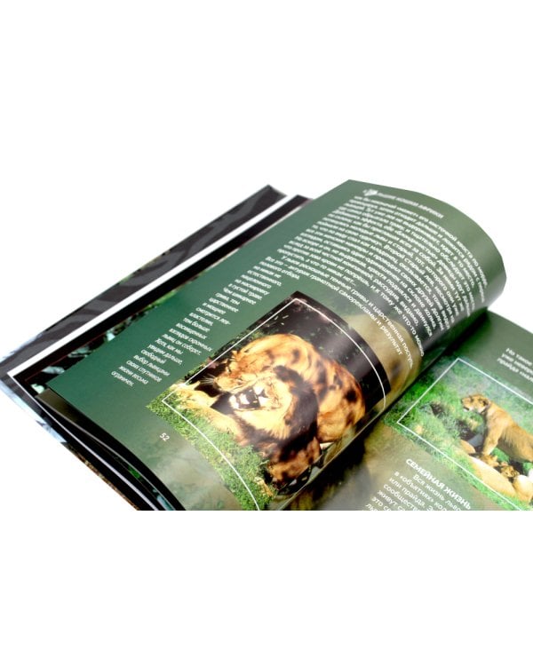 Дикие кошки мира