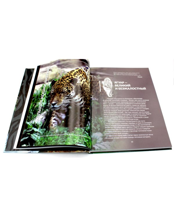 Дикие кошки мира