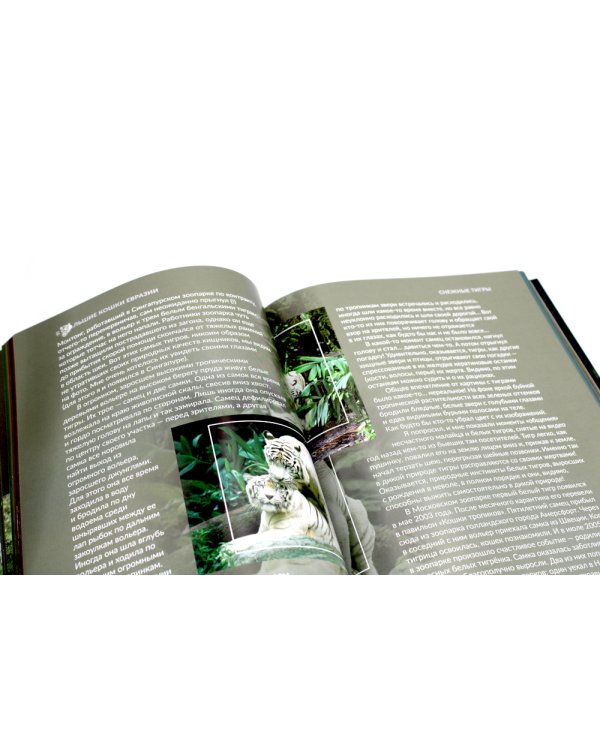 Дикие кошки мира