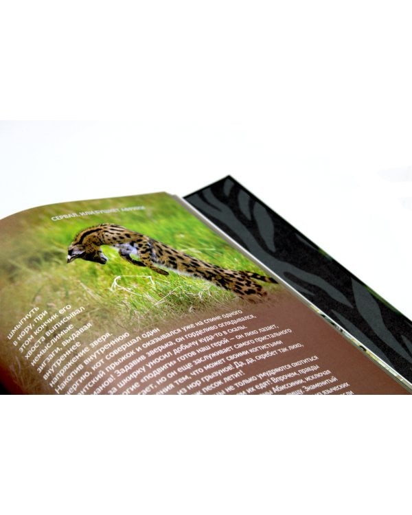 Дикие кошки мира