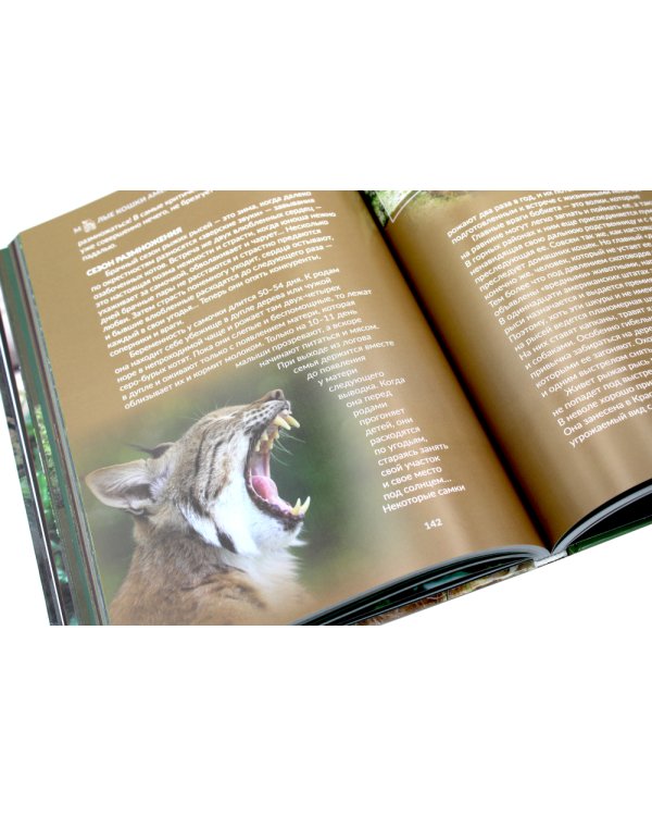 Дикие кошки мира