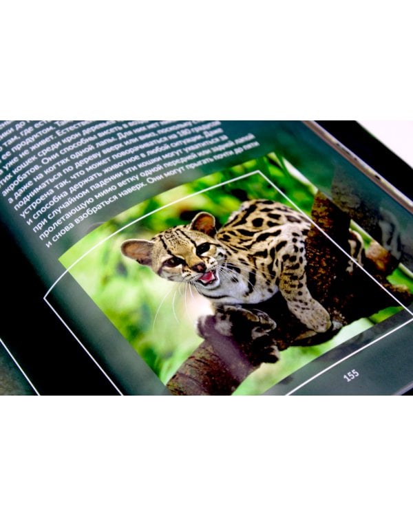 Дикие кошки мира