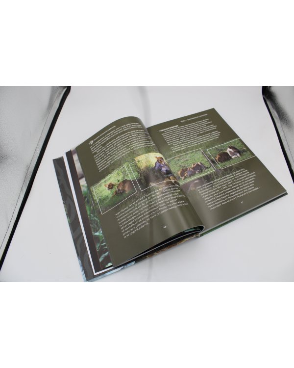 Дикие кошки мира