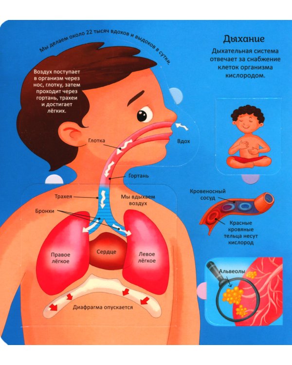 Тело человека. Энциклопедия с окошками