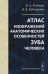 Атлас изображений анатомических особенностей зуба человека