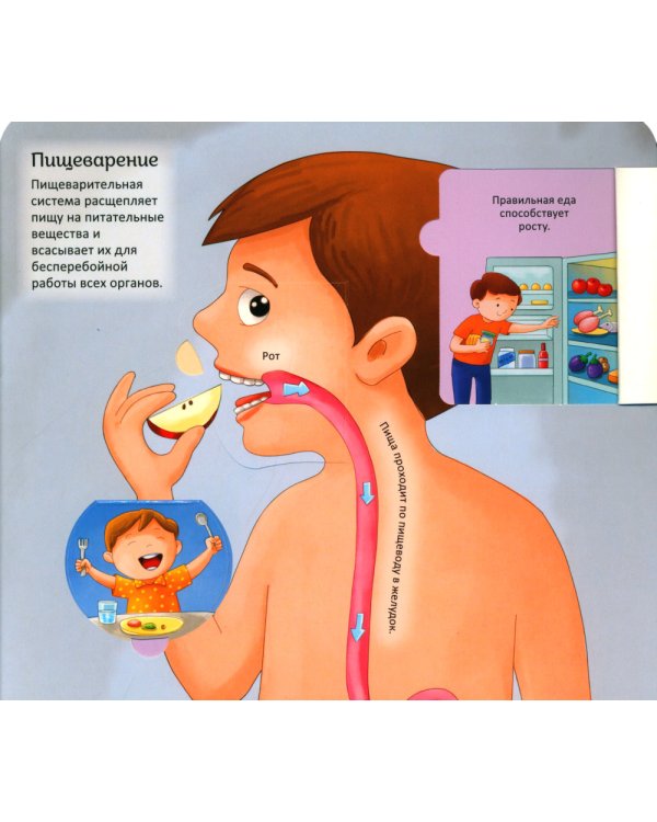 Тело человека. Энциклопедия с окошками