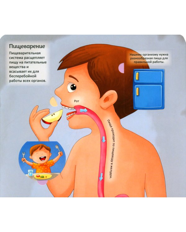 Тело человека. Энциклопедия с окошками
