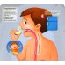 Тело человека. Энциклопедия с окошками