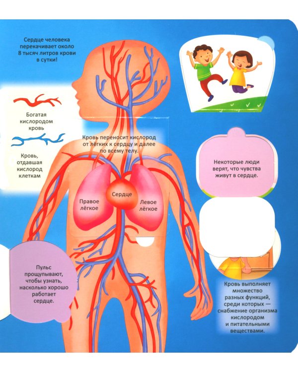 Тело человека. Энциклопедия с окошками