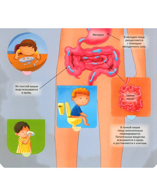 Тело человека. Энциклопедия с окошками