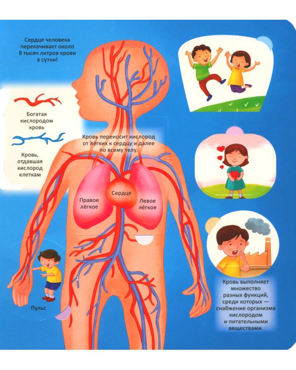 Тело человека. Энциклопедия с окошками