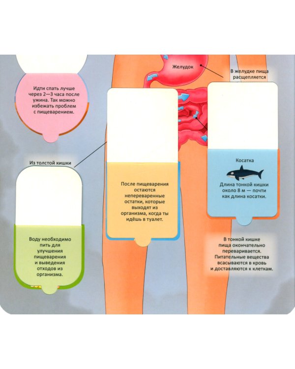Тело человека. Энциклопедия с окошками