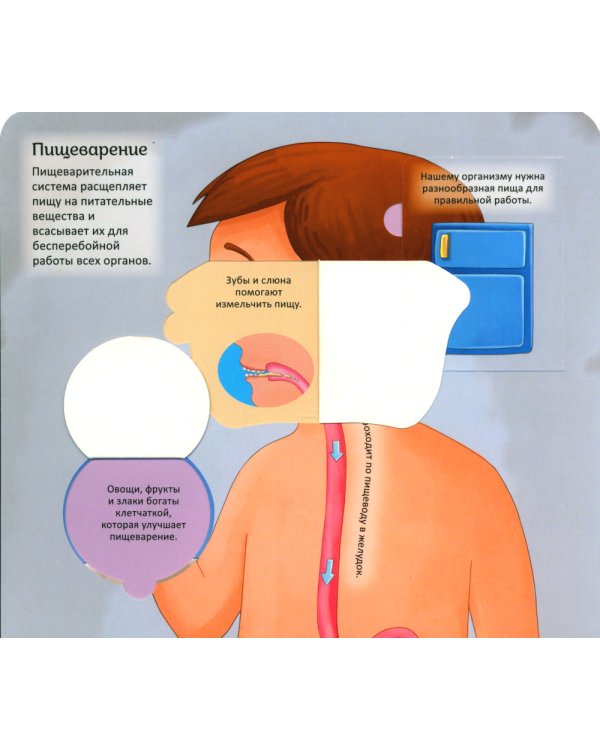 Тело человека. Энциклопедия с окошками