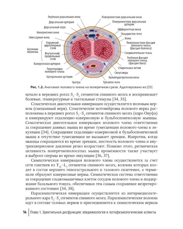 Эректильная дисфункция: диагностика, лечение, мониторинг