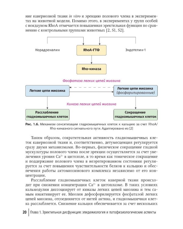 Эректильная дисфункция: диагностика, лечение, мониторинг