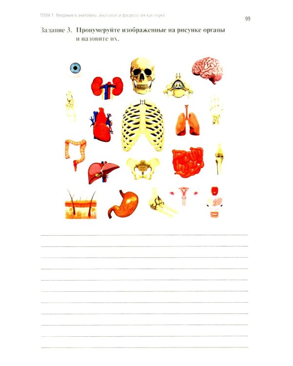 Анатомия и физиология человека: рабочая тетрадь. Ч. 1