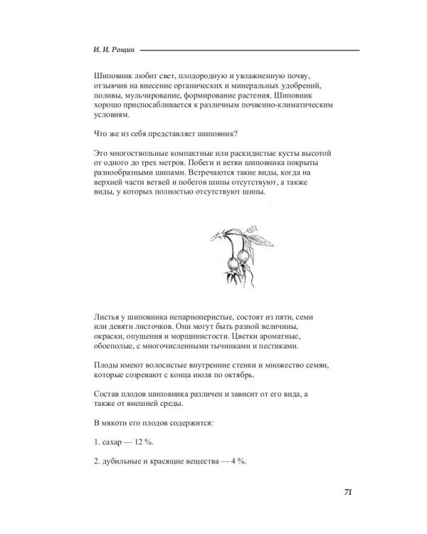Лечение рябиной, шиповником, калиной