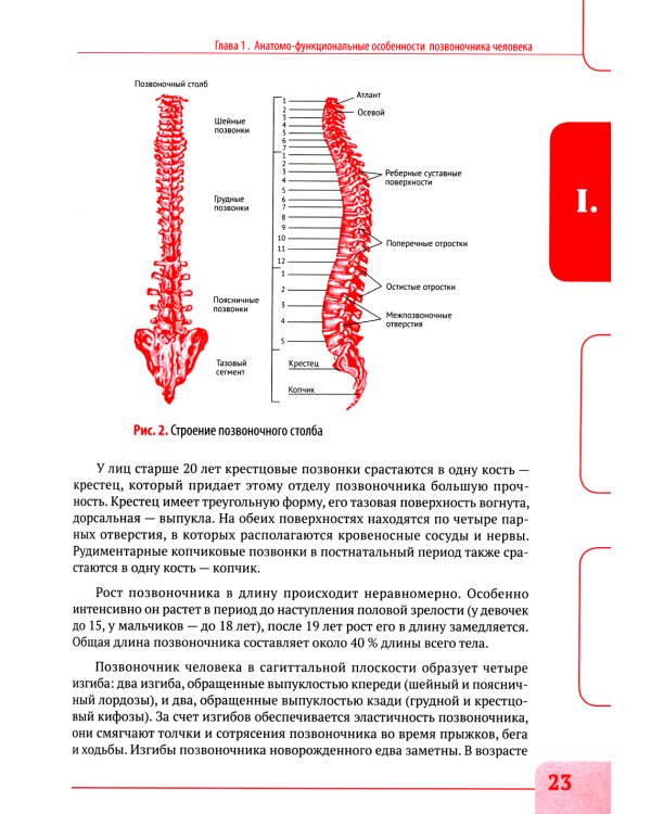 Вертебральный массаж. Диагностика и лечение заболеваний опорно-двигательного аппарата и нервной системы мануальными методами: Учебное пособие
