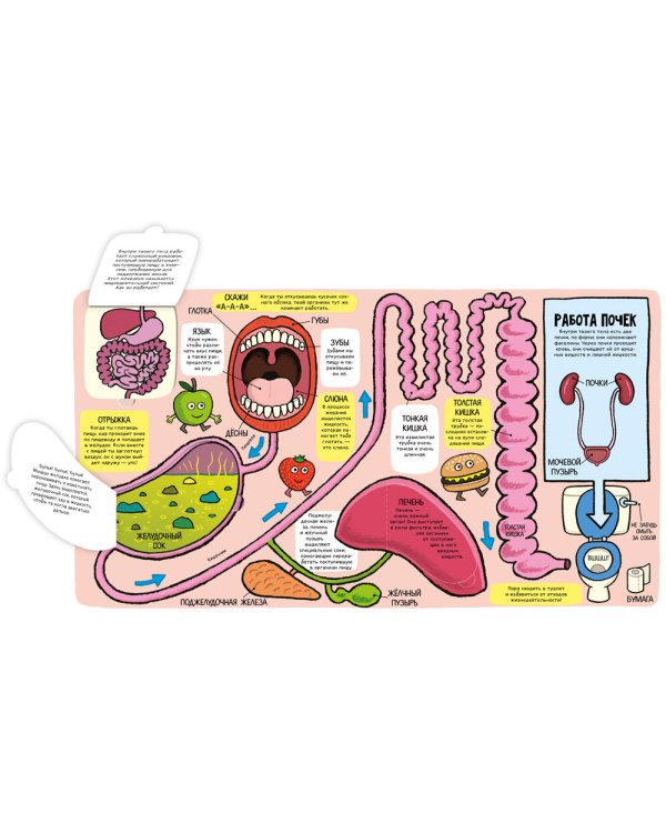 Удивительное тело (книжка с окошками)