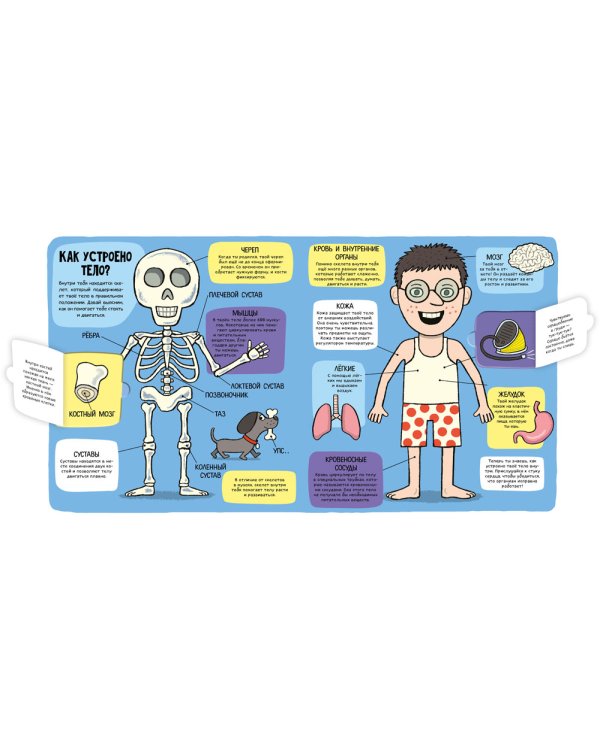 Удивительное тело (книжка с окошками)