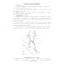 Сосуды и нервы внутренних органов: Учебное пособие. 11-е изд., перераб. и доп Сосуды и нервы внутренних органов: Учебное пособие. 11-е изд., перераб. и доп